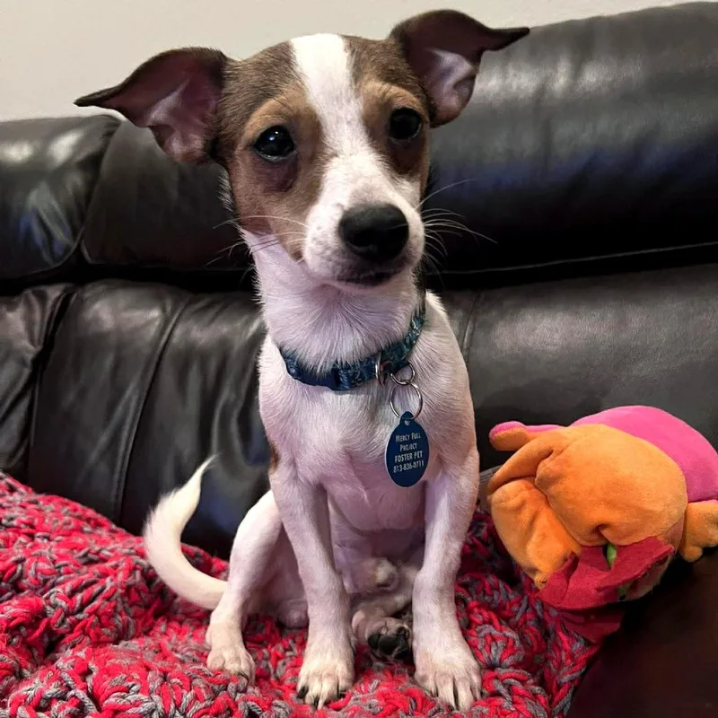 Marshmallow thumbnail 4