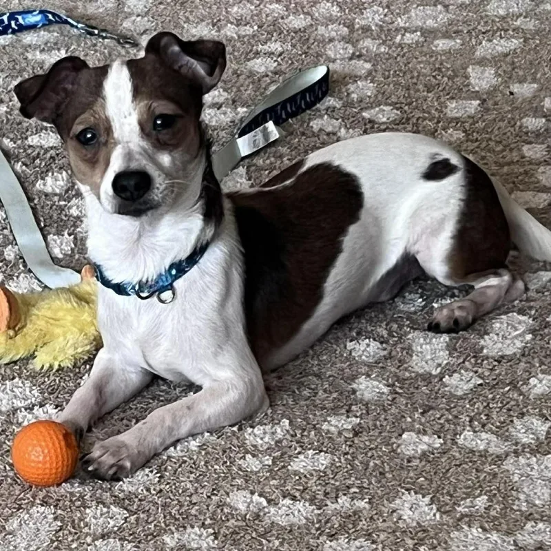 Marshmallow thumbnail 5