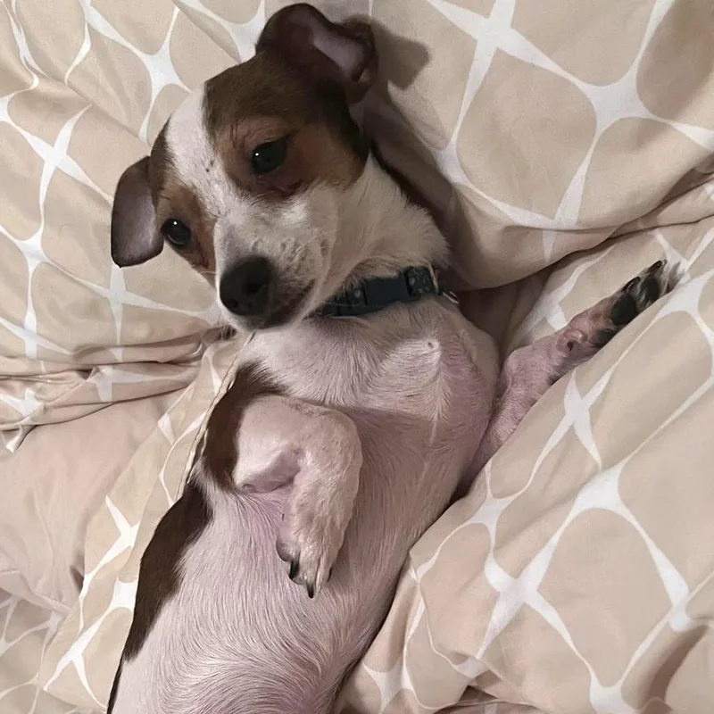 Marshmallow thumbnail 6