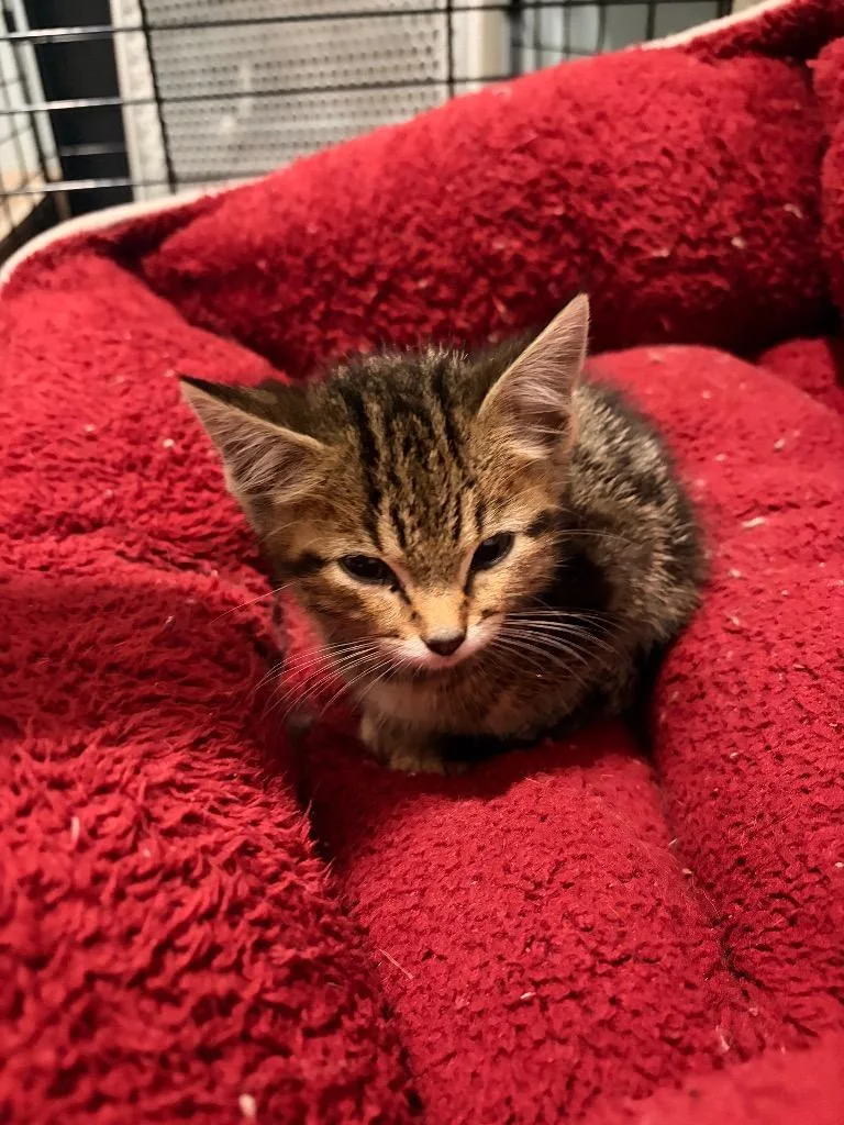 A baby medium-sized male Domestic Short Hair cat named J Butters for adoption in Ashland, WI