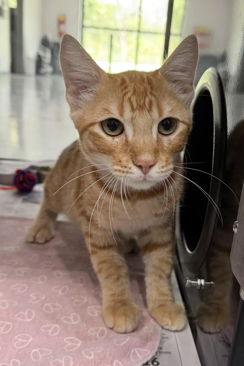 An adult medium-sized male Orange & White Domestic Short Hair cat named Aoki for adoption in Sherman, TX