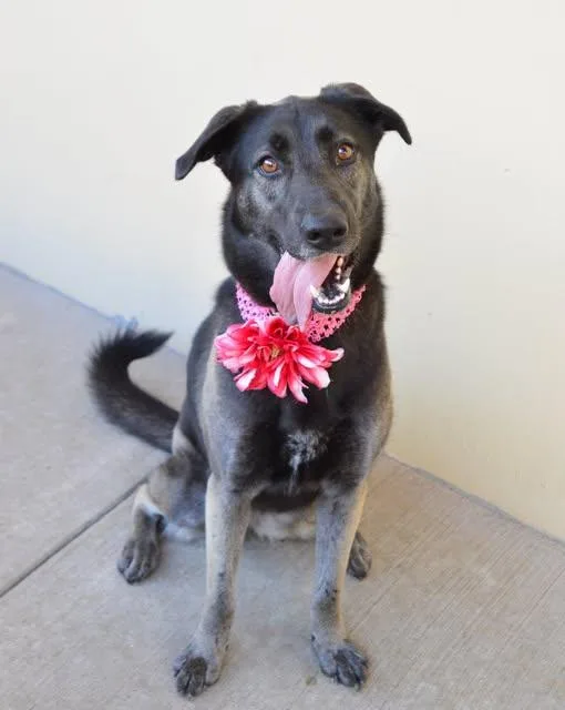A young large-sized female Mixed Breed dog named Athena for adoption in McKinney, TX
