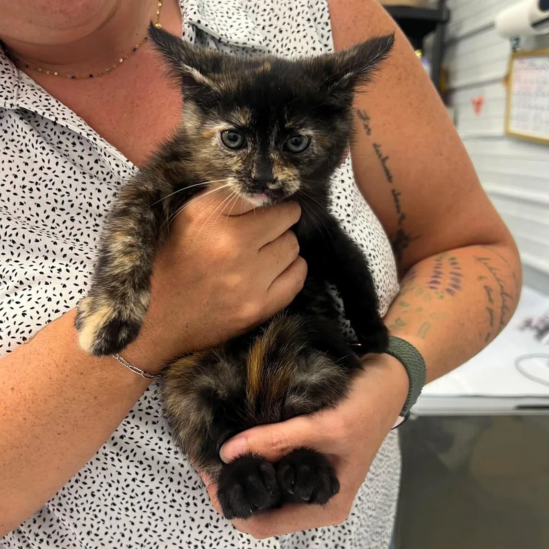 A young medium-sized female Tortoiseshell Domestic Short Hair cat named Jinx for adoption in Leitchfield, KY