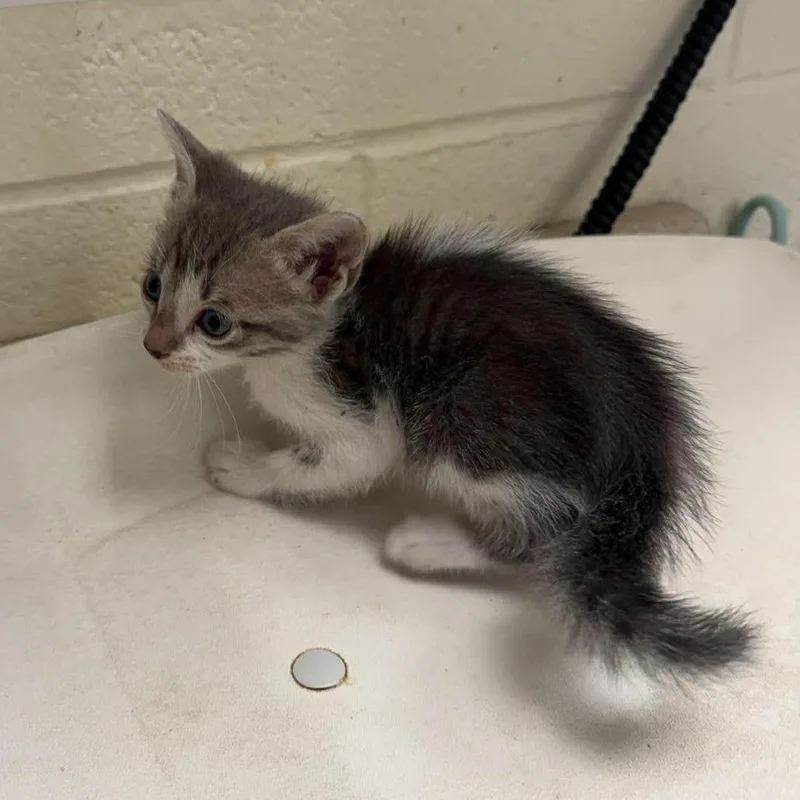 A baby small-sized male Gray / Blue / Silver Domestic Short Hair cat named Trojan for adoption in Bastrop, TX