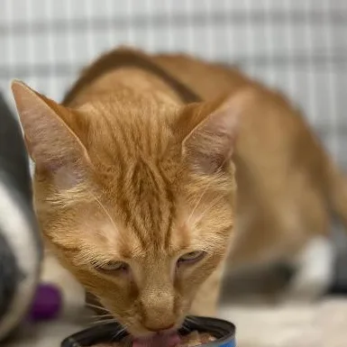 Mango thumbnail 2