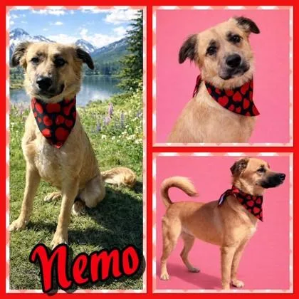 Nemo