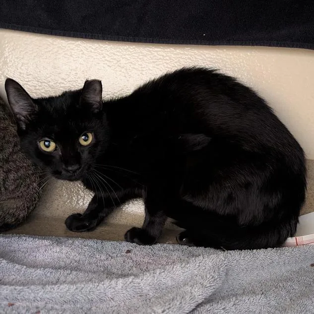 An adult medium-sized female Black Domestic Short Hair cat named Yuna for adoption in Birdsboro, PA