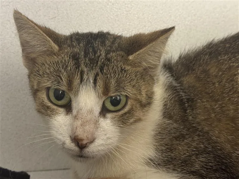 A baby medium-sized female Domestic Short Hair cat named Cindy for adoption in New Kensington, PA