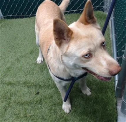 A young medium-sized male Siberian Husky dog named Eddie for adoption in Downey, CA