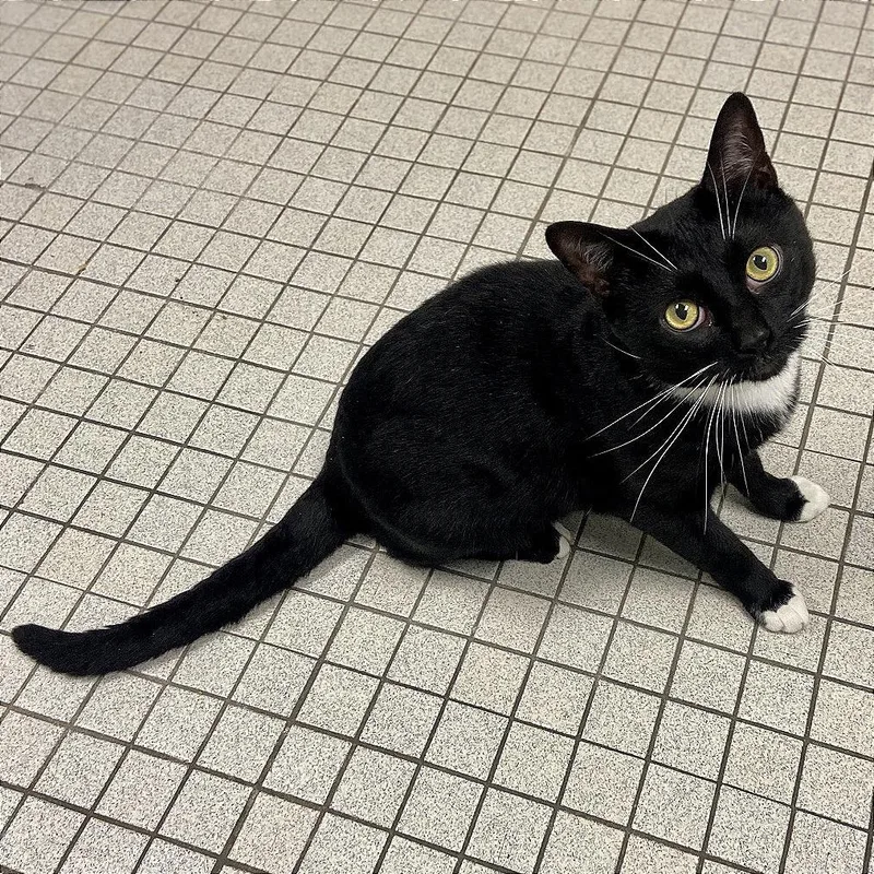A senior extra large-sized male Black Domestic Short Hair cat named Loki for adoption in New York, NY