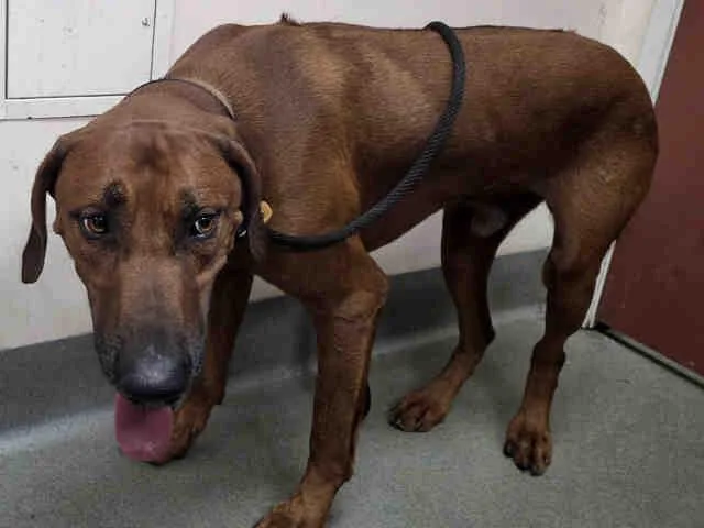 An adult medium-sized male Rhodesian Ridgeback dog named Goofy for adoption in Carlsbad, CA