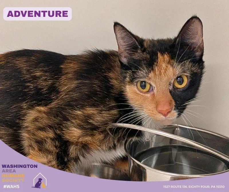 An adult medium-sized female Tortoiseshell Domestic Short Hair cat named Adventure for adoption in Eighty Four, PA