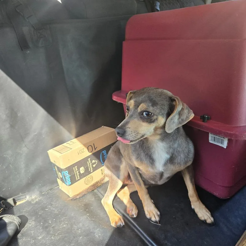 An adult small-sized female Gray / Blue / Silver Miniature Pinscher dog named Reece for adoption in Bessemer, AL