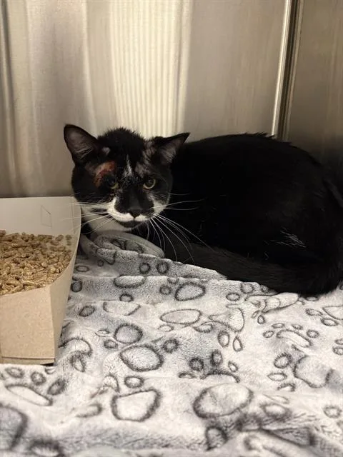 A young medium-sized male Domestic Short Hair cat named Mac for adoption in Indianapolis, IN