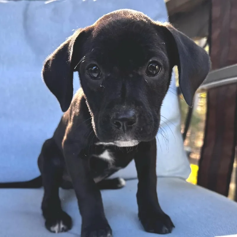 Shaliana thumbnail 2