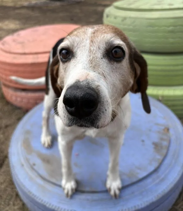 A senior medium-sized female Treeing Walker Coonhound dog named Thelma for adoption in Sioux City, IA