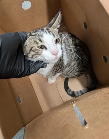 A baby medium-sized male Domestic Short Hair cat named Axle for adoption in San Martin, CA