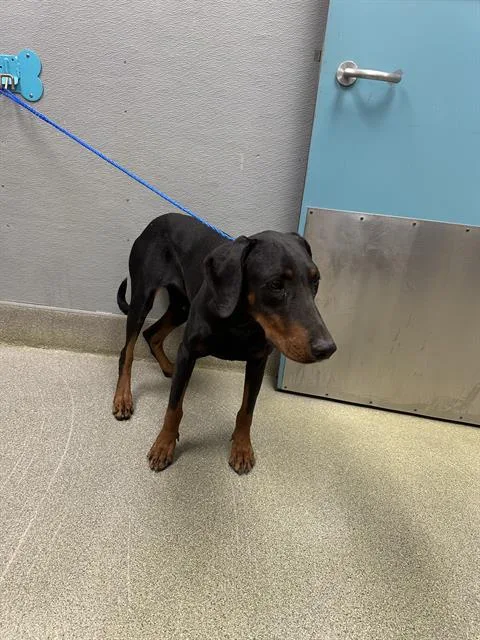 A young large-sized female Doberman Pinscher dog named Dee for adoption in Las Vegas, NV