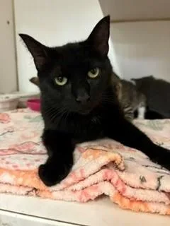 An adult medium-sized female Black Domestic Short Hair cat named Candyland for adoption in Mason City, IA