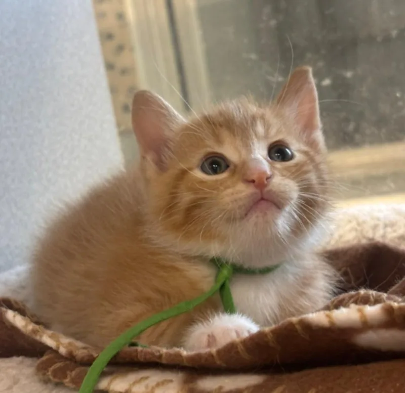 A baby large-sized male Domestic Short Hair cat named Sunchip for adoption in Viroqua, WI