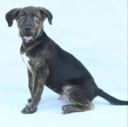 A baby medium-sized male Mixed Breed dog named Gilligan for adoption in West Chester, PA