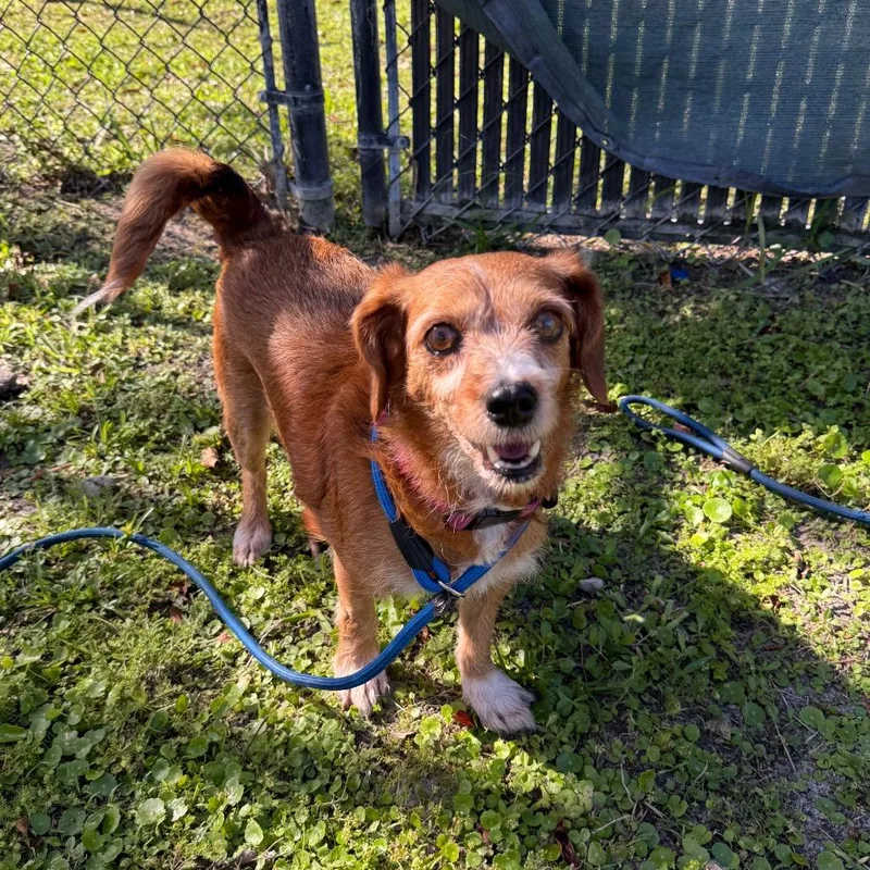 An adult small-sized female Black Mixed Breed dog named Farah for adoption in Naples, FL
