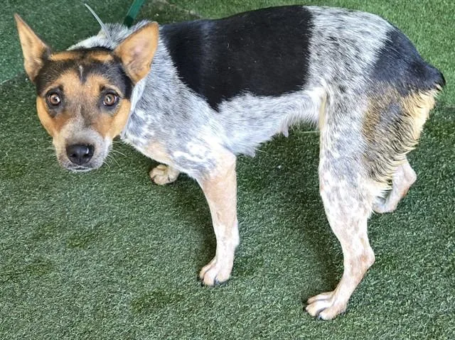 A young medium-sized female Australian Cattle Dog / Blue Heeler dog named Bingo for adoption in Lancaster, CA