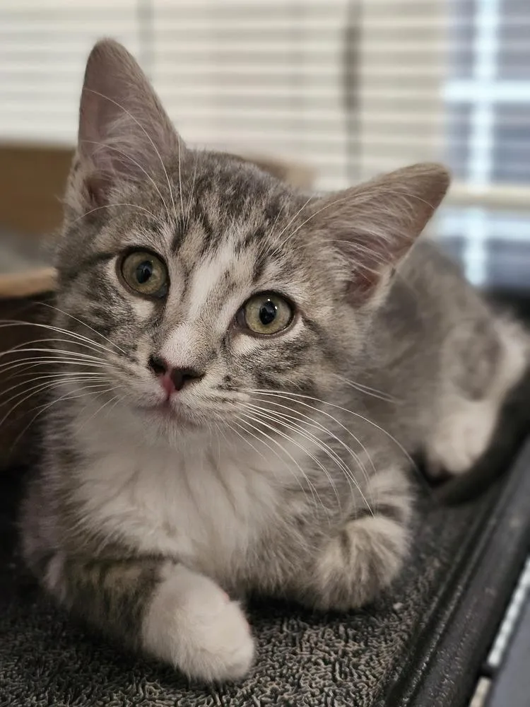 A young small-sized male Gray & White Domestic Short Hair cat named Cat Cafe Grey Goose for adoption in Topeka, KS
