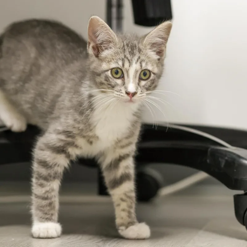 Cat Cafe Grey Goose thumbnail 2