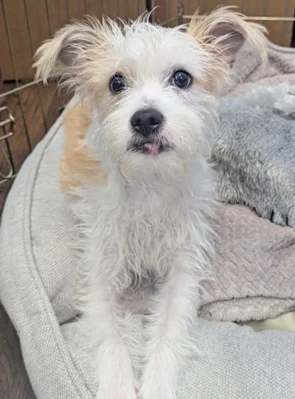 Scrappy