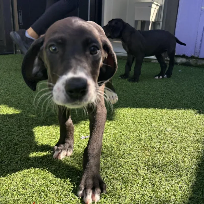 A baby small-sized female Black Great Dane dog named Destiny for adoption in LOXAHATCHEE, FL