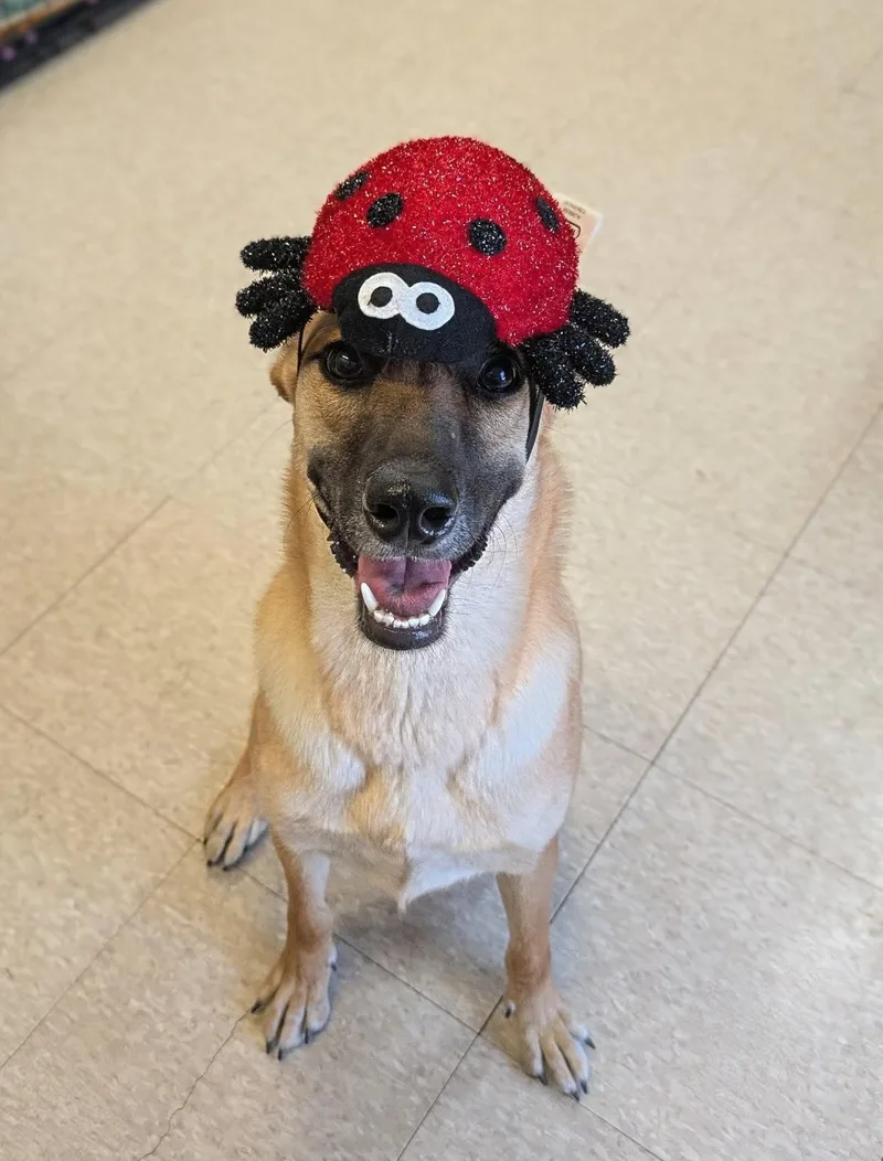 Princess thumbnail 4