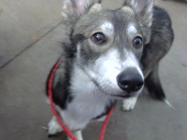 A young small-sized male Mixed Breed dog named Speed for adoption in Dallas, TX