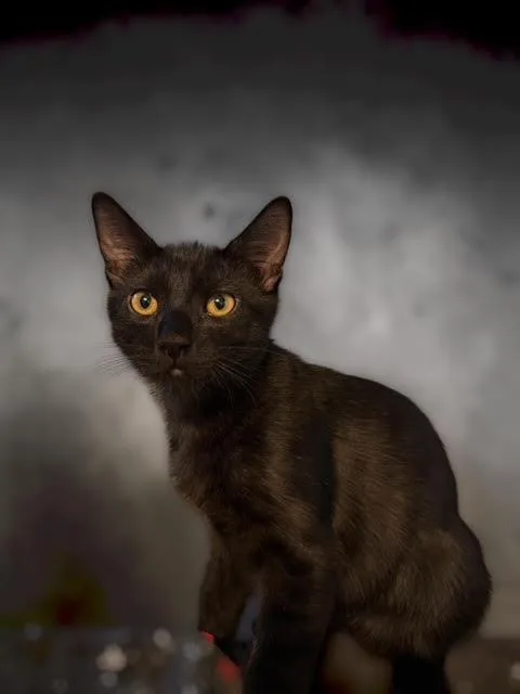 A baby small-sized male Black Domestic Short Hair cat named Maxim Kot for adoption in Chandler, AZ