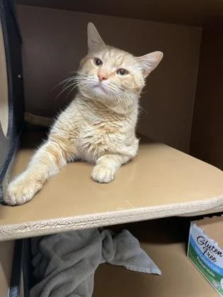 An adult small-sized male Domestic Short Hair cat named Herman Fiv + for adoption in Hamilton, NJ