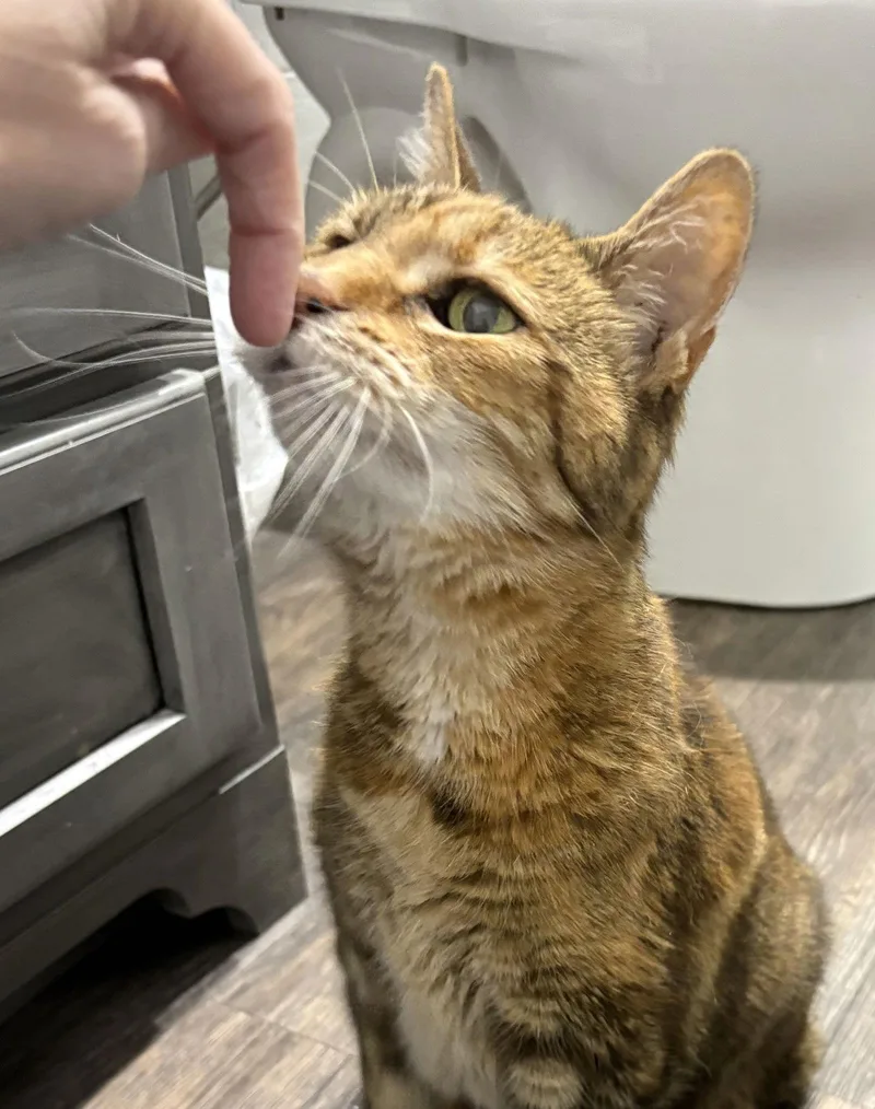 A senior medium-sized female Domestic Short Hair cat named Tank for adoption in Forest, VA