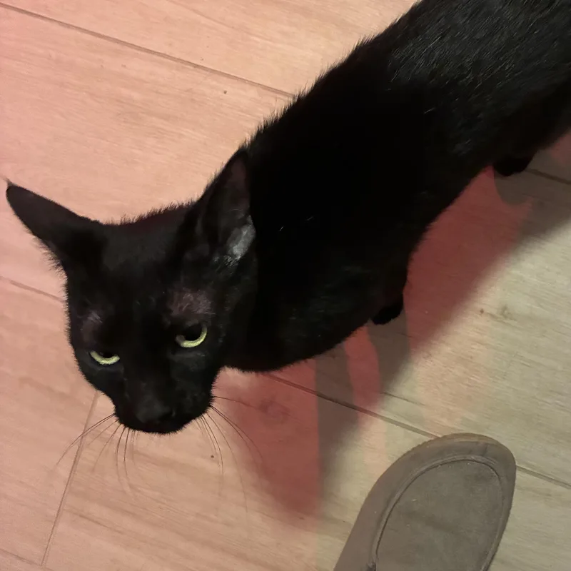 A baby small-sized female Black Bombay cat named Nyx for adoption in Liverpool, TX