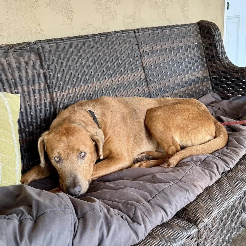 An adult large-sized male Brown / Chocolate Shepherd dog named Brown for adoption in Ramona, CA