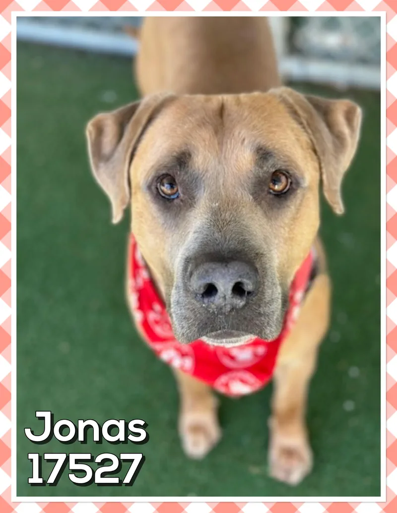 Jonas