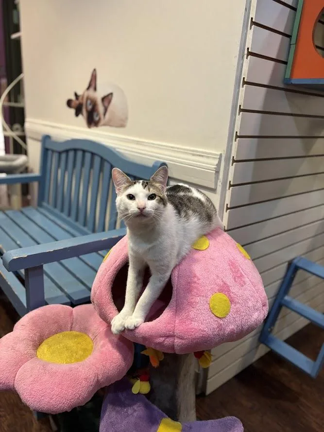 An adult medium-sized male Tabby (Brown / Chocolate) Domestic Short Hair cat named Sir Cadbury for adoption in The Colony, TX