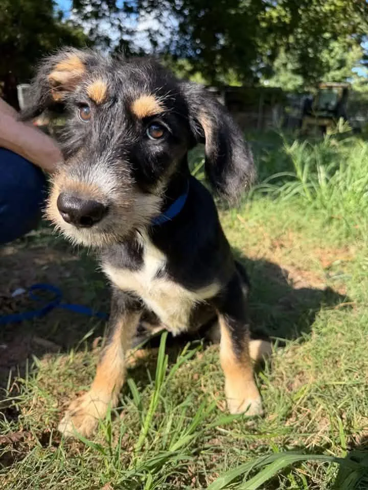 A baby medium-sized female Tricolor (Brown, Black, & White) Schnauzer dog named Harlow for adoption in Calera, AL