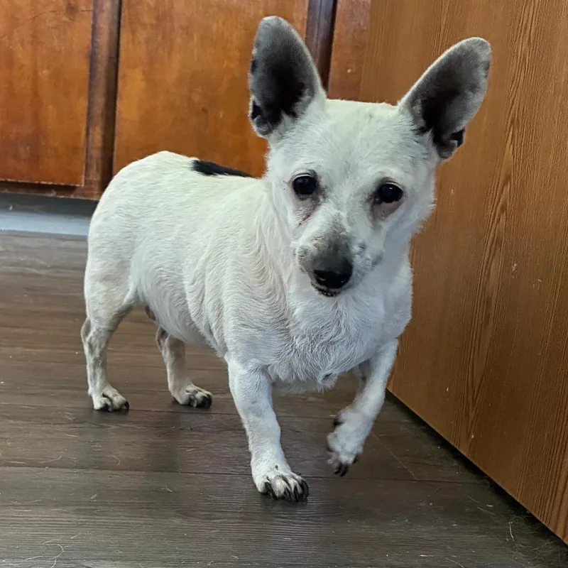 A senior small-sized female White / Cream Mixed Breed dog named Peanut for adoption in Danville, KY