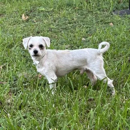 A senior small-sized male Shih Tzu dog named McDreamy for adoption in New Orleans, LA