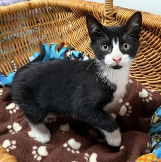 A baby medium-sized male Black & White / Tuxedo Domestic Short Hair cat named Elmer for adoption in Breinigsville, PA