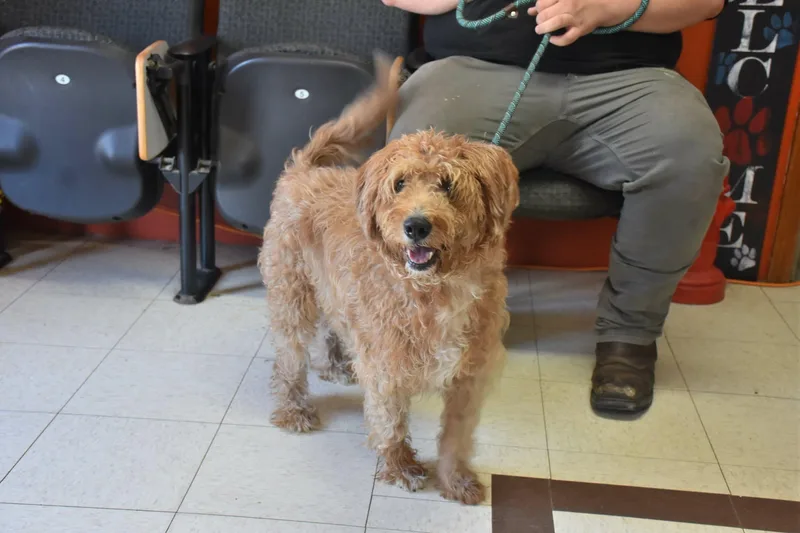 An adult medium-sized male Golden Goldendoodle dog named Dexter for adoption in North Judson, IN