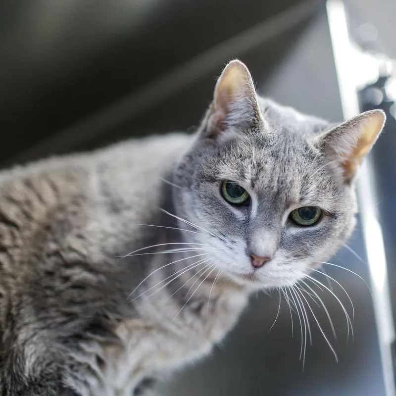 A senior medium-sized female Gray / Blue / Silver Domestic Short Hair cat named Dahli for adoption in Dover, NH