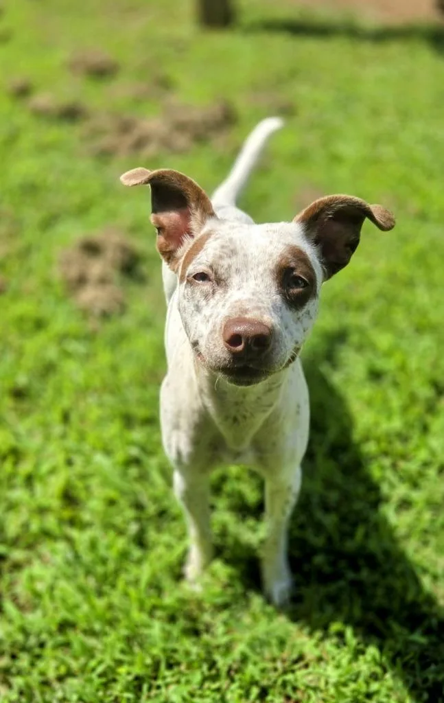 A young small-sized female Pointer dog named Margie for adoption in Elizabethton, TN
