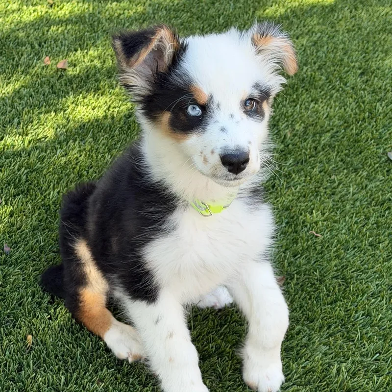 A baby medium-sized female Australian Shepherd dog named Kenzie for adoption in Newport Beach, CA