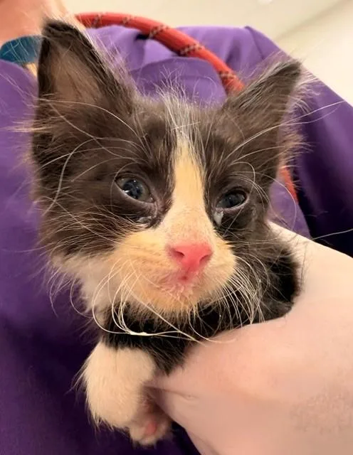 A baby small-sized female Domestic Medium Hair cat named Feral Carol for adoption in Baytown, TX