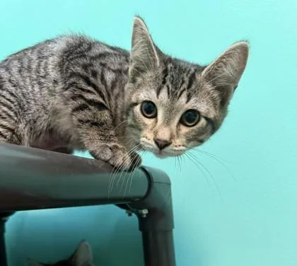 A baby small-sized female Gray / Blue / Silver Domestic Short Hair cat named Lisa for adoption in Harbor Springs, MI